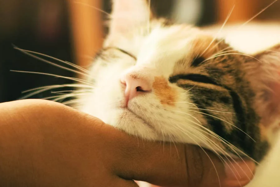 Carrot Shaped Cat Scratching Post